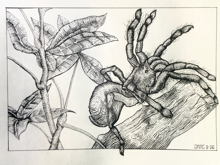 Engraving Style Tarantula