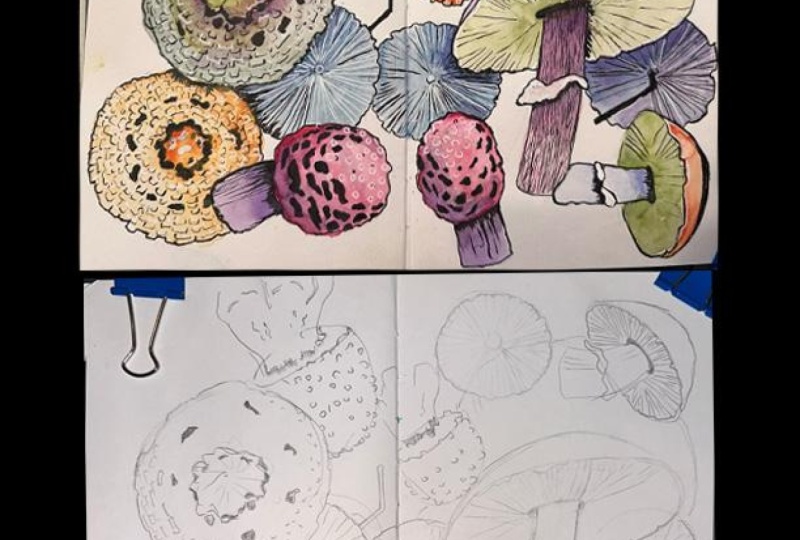 Many, Many Mushrooms (feedback is welcome)