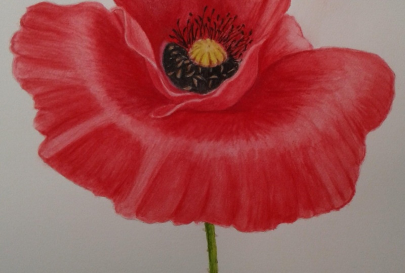 Red Poppy