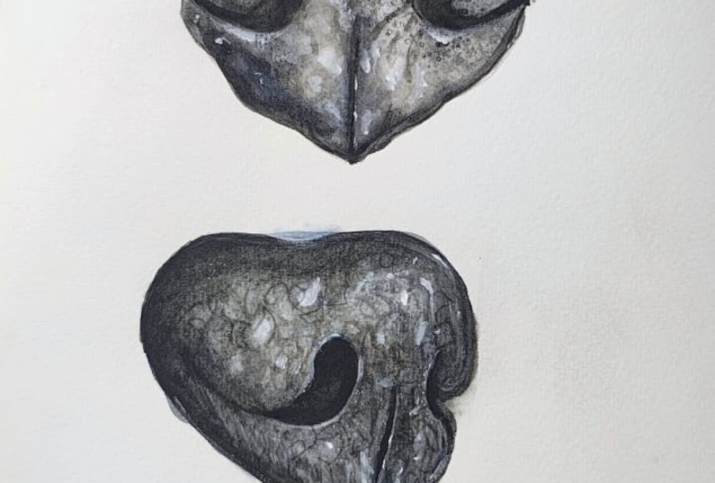 my noses