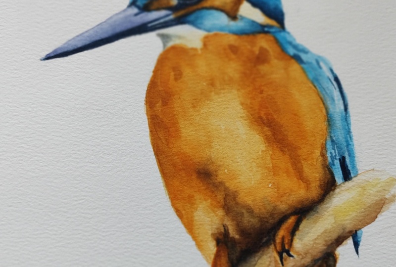 Watercolour Kingfisher - A class with Paul Cheney