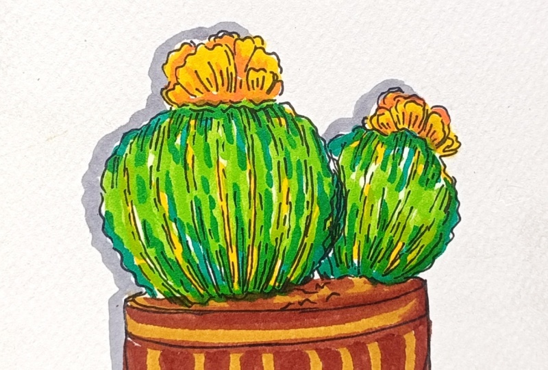Mini Cactus 🌵
