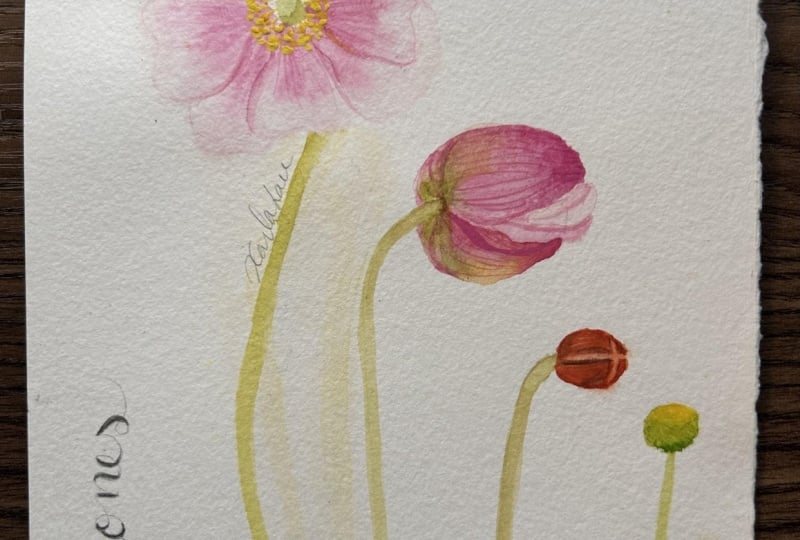 Anemones