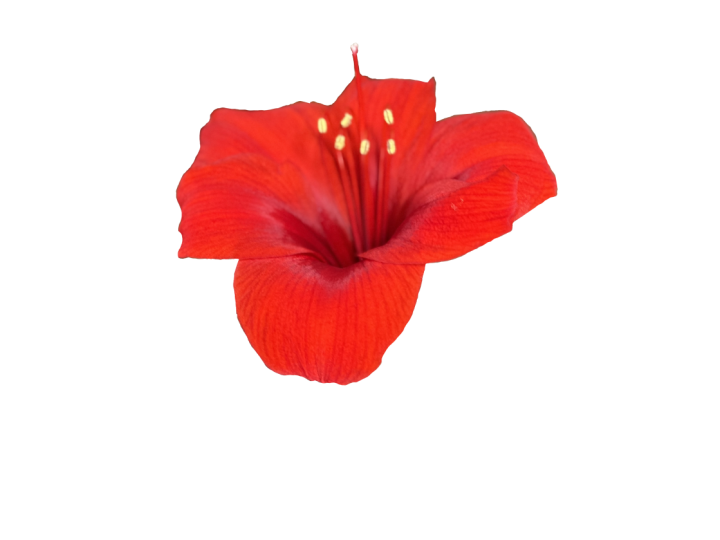 Background Removal to Create Procreate Photo Stamp Brush