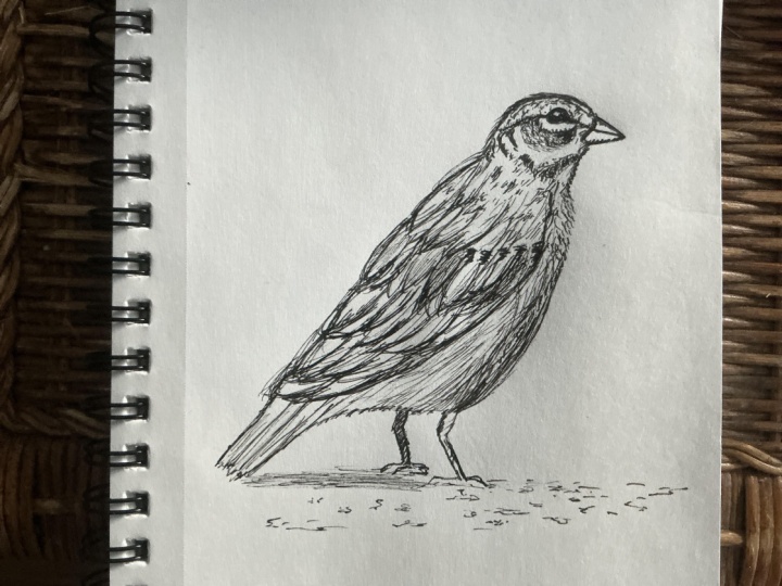 Lark sparrow