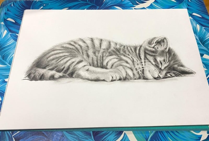 Sleeping kitten