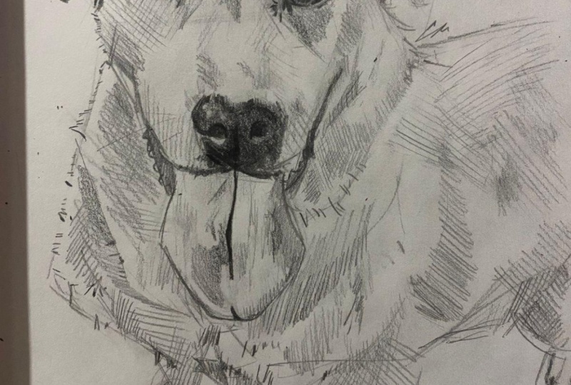 Sketching my dog