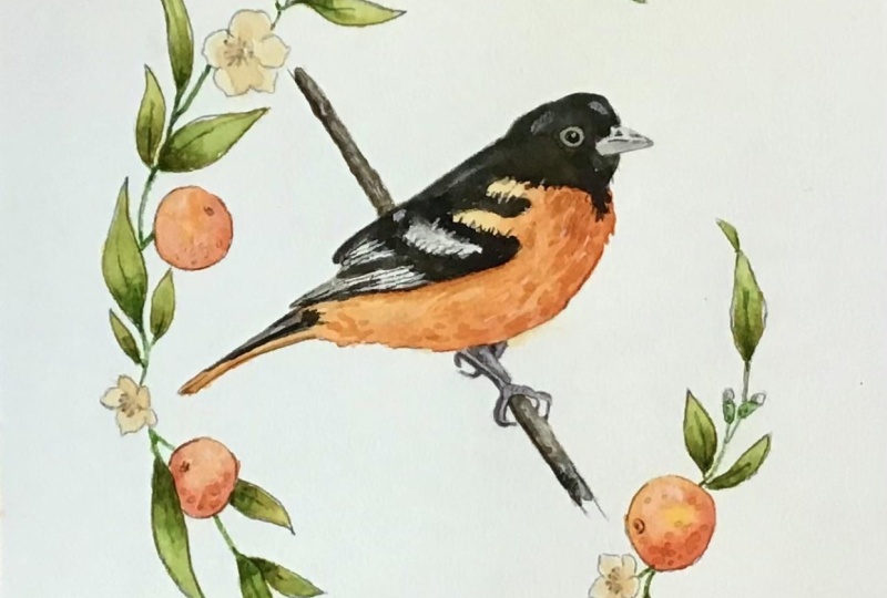 Baltimore oriole