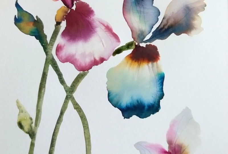 An Iris is a poem written with petals, @alicjaradej