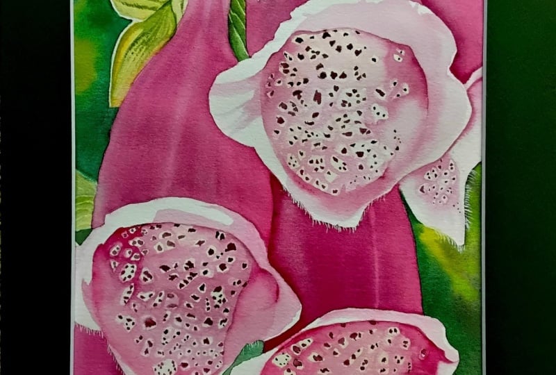 Foxglove