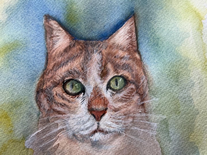 A cat