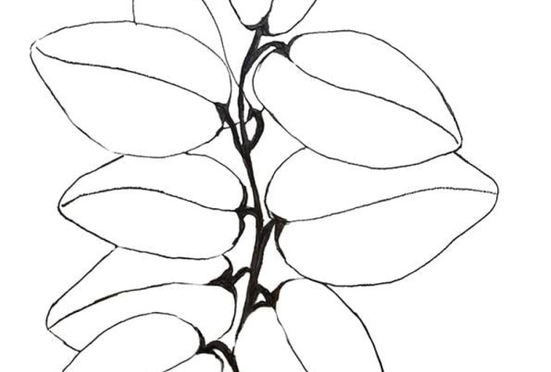 LEAVES ON A BUSH