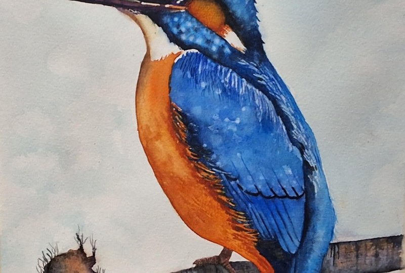 Kingfisher
