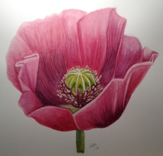 Pretty Pink Poppy