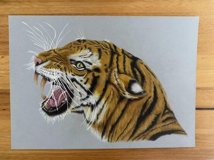 Tiger in pencil