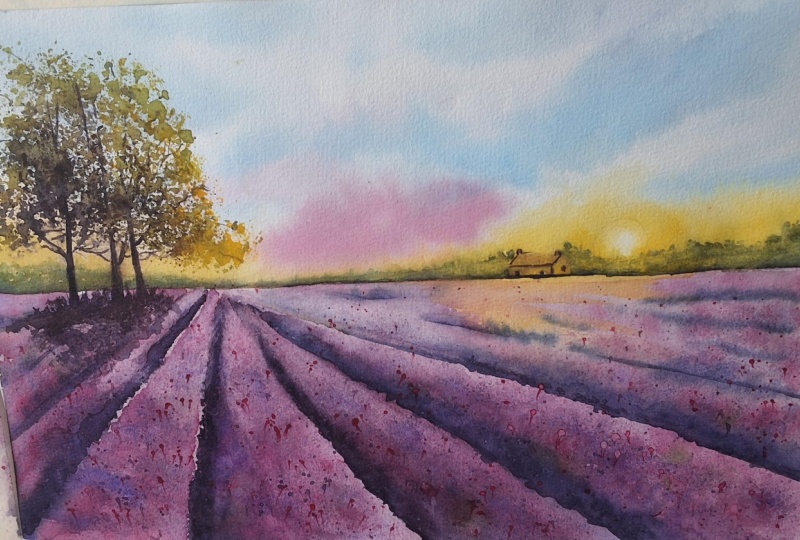Lavender fields