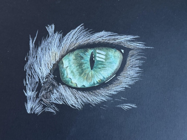Colour Pencil Study of a Cat Eye
