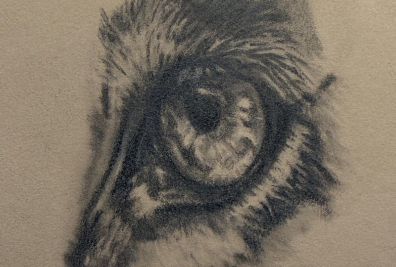 Jaguar Eye