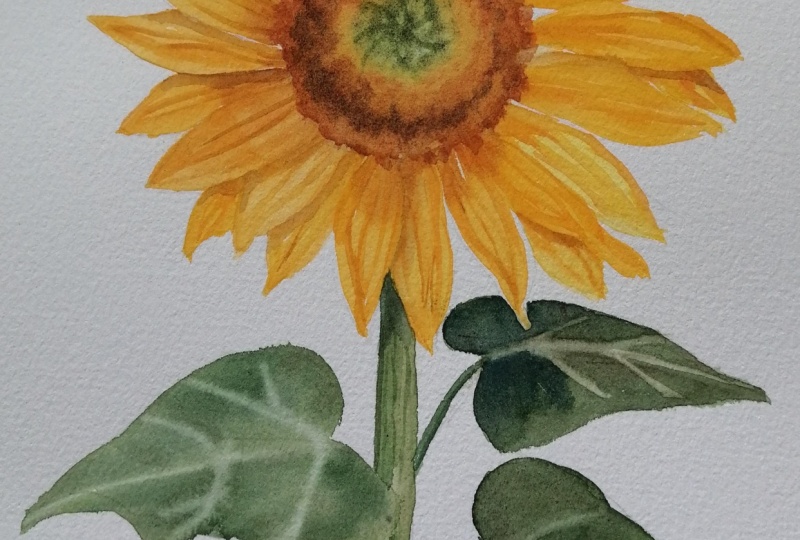 Tournesol