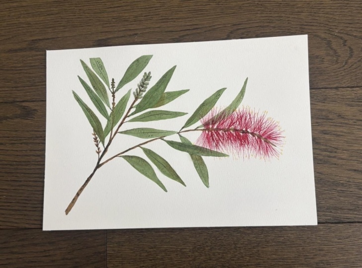 Bottle Brush Shrub Watercolour