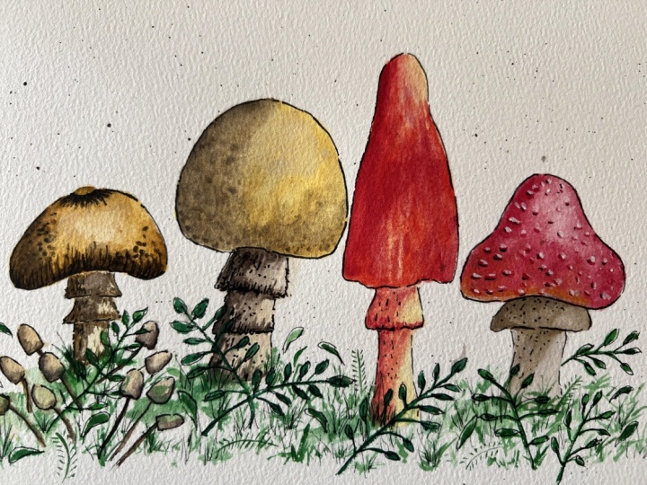 My Mushies