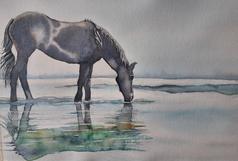 Wild horse