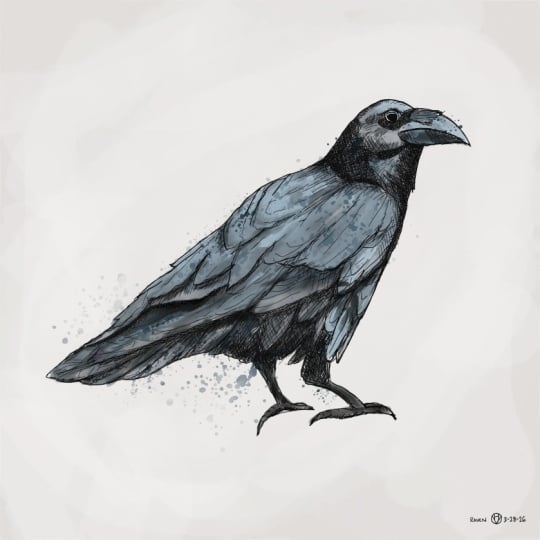 Raven