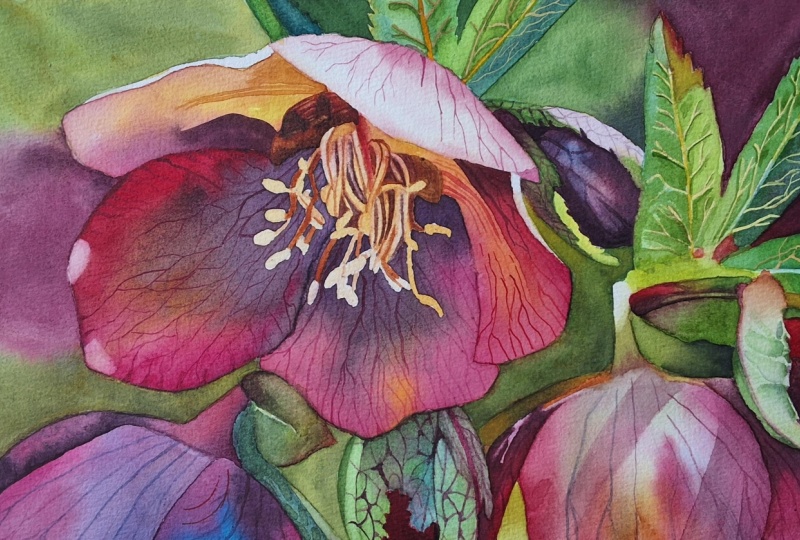 Hellebore