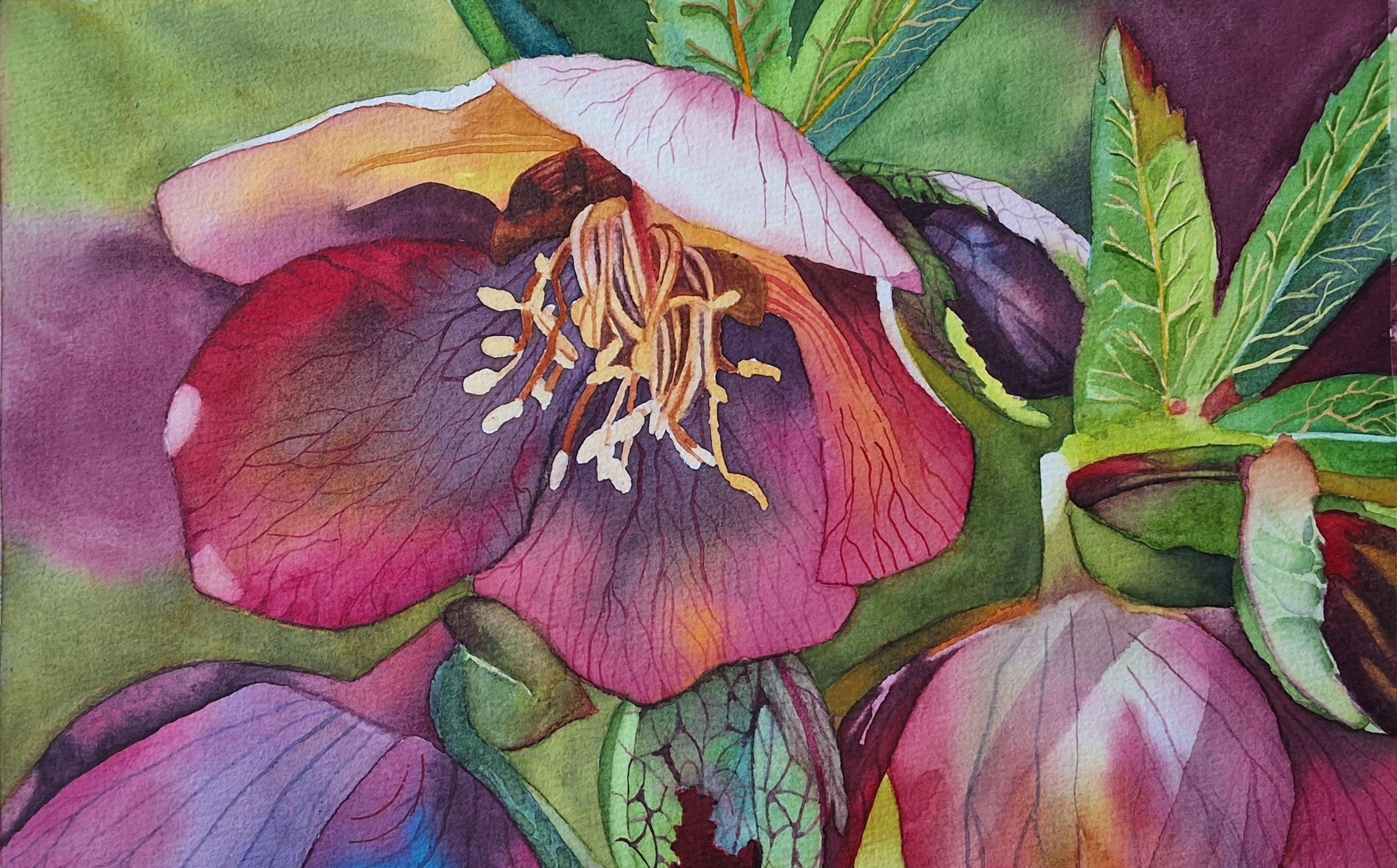 Hellebore - student project