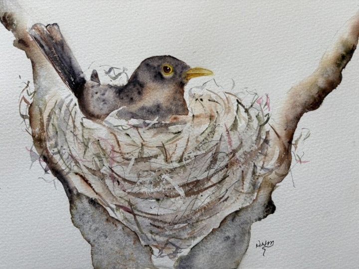 Nesting Blackbird
