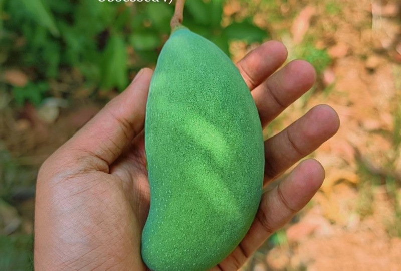 Mango