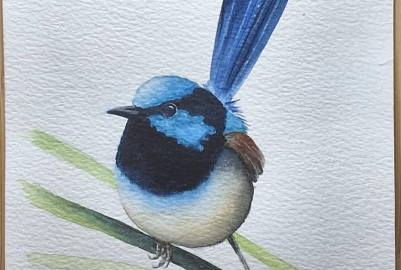 Blue wren in watercolour