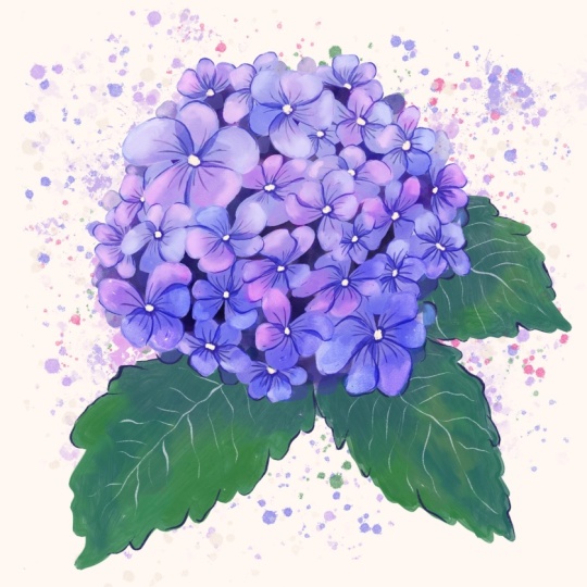 Hydrangea