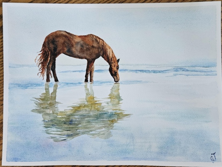 Wild horse