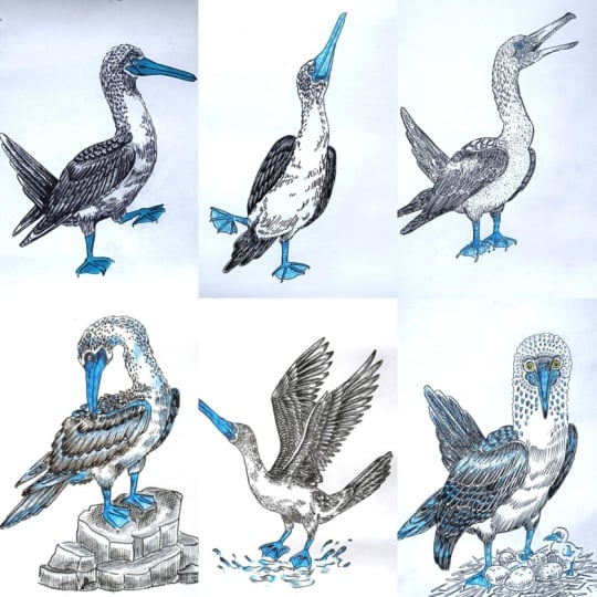 Blue Footed Bird