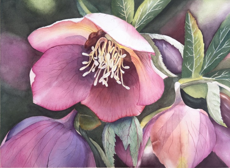 Watercolor Hellebore