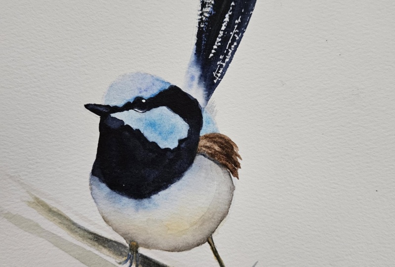 PLUMP BLUE WREN