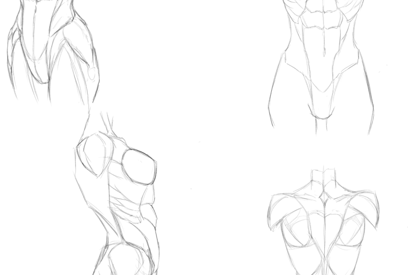 Female Torso
