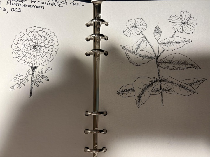 Flower Sketches