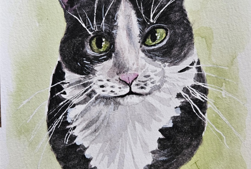 My first tuxedo cat