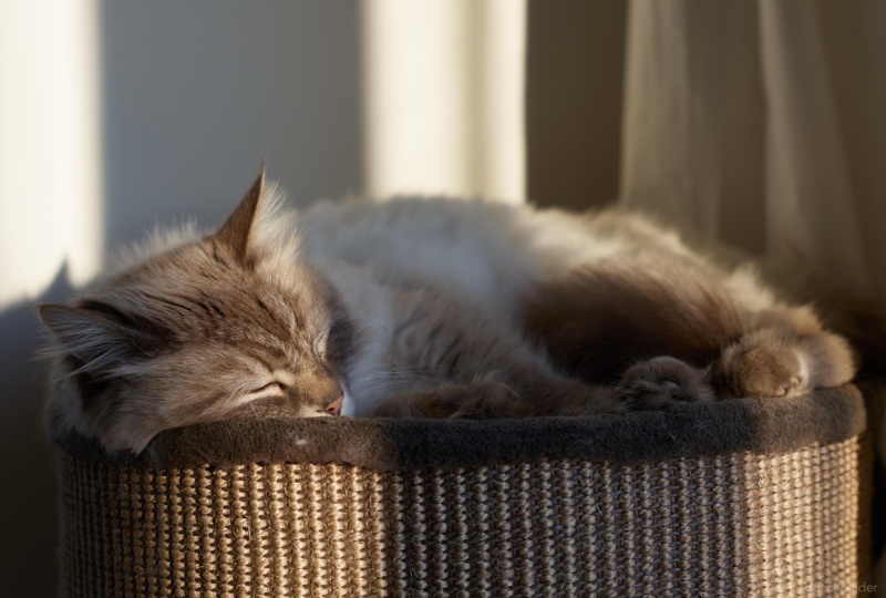 Lazy boy