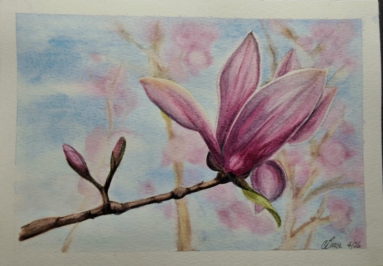 Magnolia bloom in watercolour