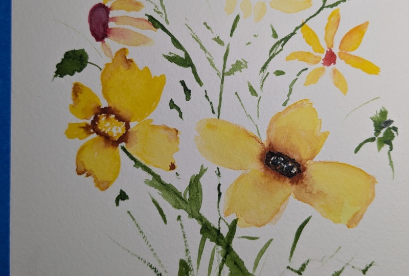 Loose Daisy Field