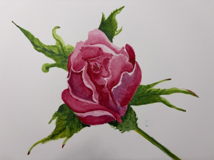 Single Rose