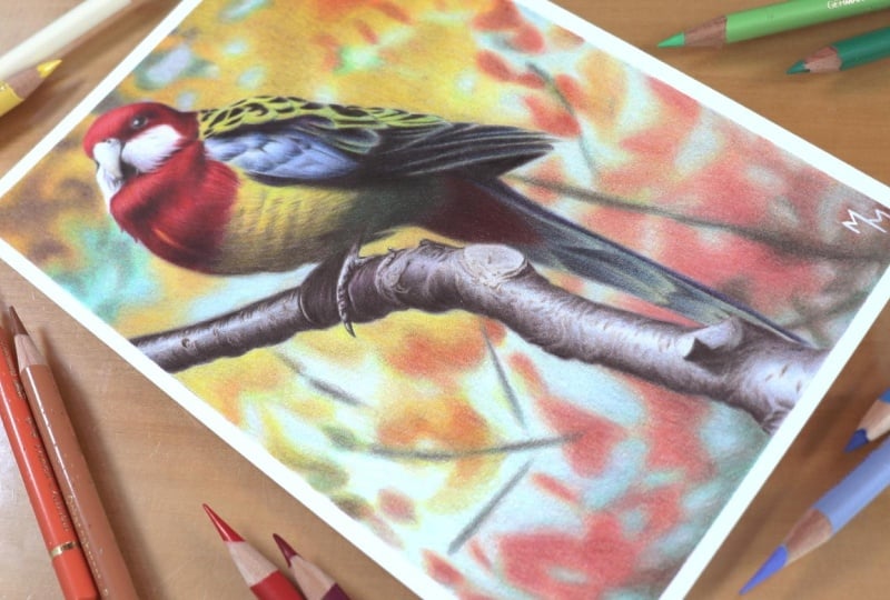 Drawing a bird with 12 colors