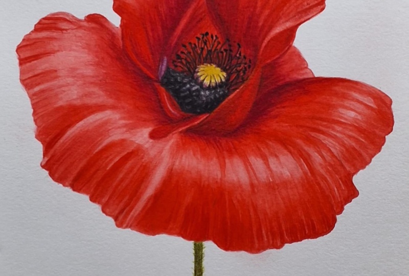 Red poppy in watercolour