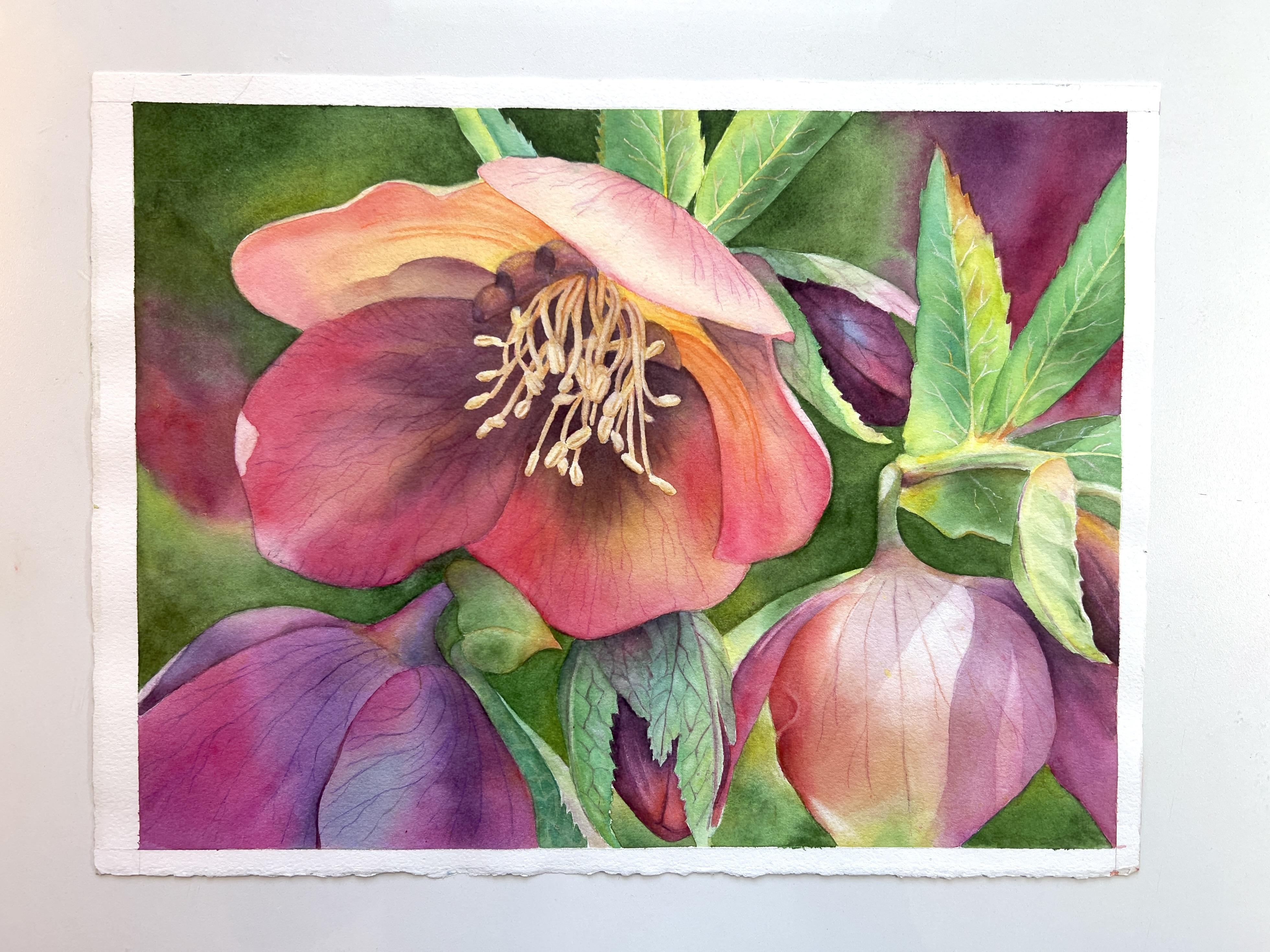 Spring Helebore - student project