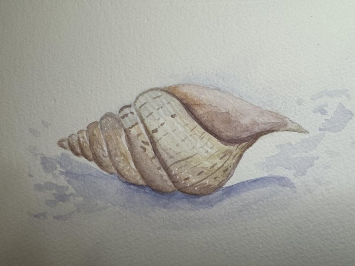 Seashell Watercolor