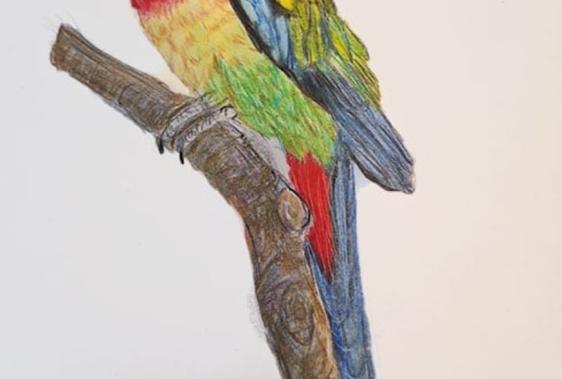 Colorful Bird