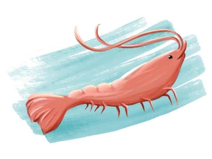 Mini Project: Sea Creature Illustration (Shrimp)